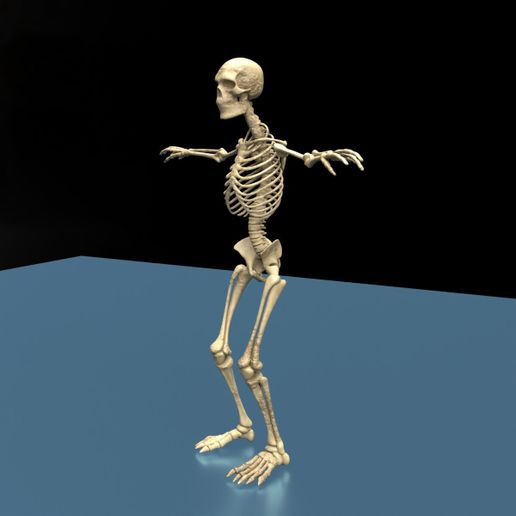 💀 Detailed Human Skeleton Anatomy Fully Textured Realistic 3D Model ...