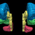 18.PNG.3cb7cedd9147d0fbd9914754a9f1fb47.png 3D Model of Human Brain