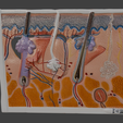 5.png 3D Human Skin Section Relief Model