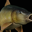 Carp-trophy-statue-19.png fish carp / Cyprinus carpio in motion trophy statue detailed texture for 3d printing