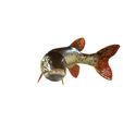 0_00074.jpg PIKE FISH Esox Masquinongy FISH ANIMAL SEA 3D MODEL 3D - FISH Muskellunge MONSTER HUNTER RAPTOR DINOSAUR RAPTOR 3D MODEL