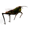 b.png DOWNLOAD Grasshopper 3D MODEL - ANIMATED - INSECT Raptor Linheraptor MICRO BEE FLYING - POKÉMON - DRAGON - Grasshopper - OBJ - FBX - 3D PRINTING - 3D PROJECT - GAME READY-3DSMAX-C4D-MAYA-BLENDER-UNITY-UNREAL - DINOSAUR -