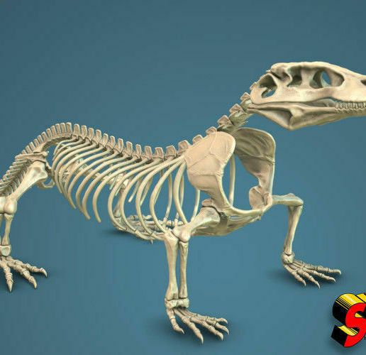 komodo-dragon-skeleton-3d-model-obj-fbx-stl.jpg Komodo Dragon Skeleton 3D printable Model