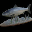 salmo-salar-1.png Atlantic salmon / salmo salar / losos obecný fish underwater statue detailed texture for 3d printing