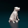 Dog-Staf-03.jpg Staffordshire Bull terrier 08