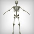 Rear_View.jpg Human Skeletal System