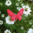 papillon.jpg Schmetterling