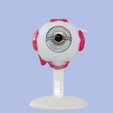 01.png 3D Eye Anatomy and Microanatomy Model