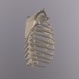 a009_Camera-1.png STL file Ribcage・3D printable model to download