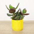 QB-Maker_pot-cactus-zigzig jaune.jpg Zig Zag Pot