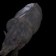 5.jpg Rhino Walk ANIMATED