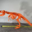 IMG-1195.jpg Posable T-Rex Skeleton- supportless
