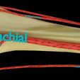 upper-limb-arteries-axilla-arm-forearm-3d-model-blend-11.jpg Upper limb arteries axilla arm forearm 3D model