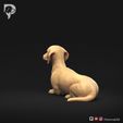 Dachshund-Smooth-Haired-Pose-07-Dog-3D-Print-6s.jpeg Teckel à poil lisse Pose 07
