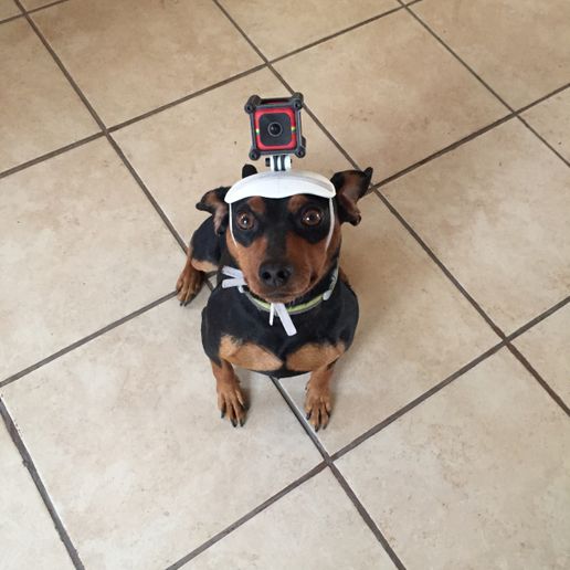 IMG_0892_B.jpg DogeVision