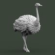 9789789.jpg ostrich
