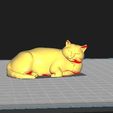 2026-03-24-14-04-45.jpg Gato obeso ou rechonchudo