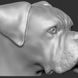 7.jpg Boxer dog for 3D printing