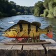 Peacock-Bass-Fish-model-trophy-natural_.jpg FISH in motion Peacock bass (Cichla ocellaris) fish natural base detailed texture for 3d printing
