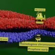 Image-0001-22.jpg Chromosome genetic recombination blender 3d