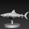02.jpg 🦈 Modelo 3D de tubarão - O predador mais importante do oceano