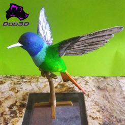 03.png Hummingbird - Colibrí