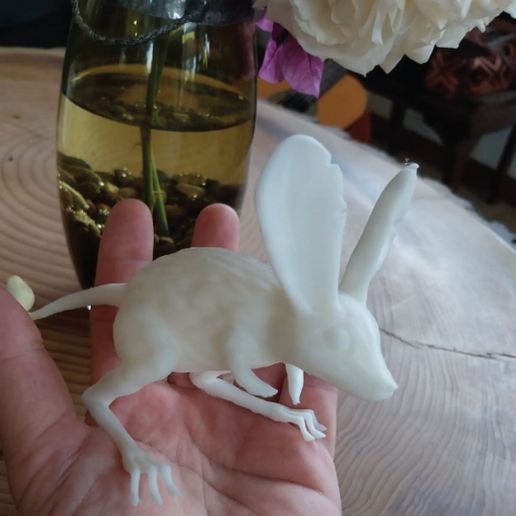 MD-04.jpg Souris des dunes