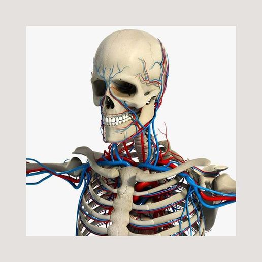 E115QKXK.jpeg Lateral View of Cranium & Upper Skeleton with Vascular System – 3D Anatomical Model for Medical Study & 3D Printing