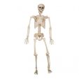 esqueleto-humano-de-120-cm-para-decoracion-de-halloween-204457-8435408244572.jpg Human Skeleton