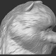 7.jpg Puppy of Pomeranian dog head for 3D printing