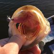4-Tail-Grub-Fish-s-(3-of-1).jpg STL file Four Tail Grub Soft Plastic Injection Mold・3D printer design to download