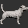 Jack-Russell-Terrier8.jpg Jack Russell Terrier Longhair 3D print model