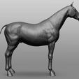 5.jpg Horse Breeds Collection