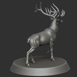 4.jpg Reindeer