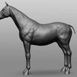 2.jpg Horse Breeds Collection