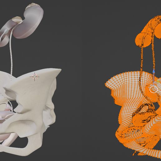 15.jpg 3D Model of Female Reproductive, Urinary System, Hip and Sacrum