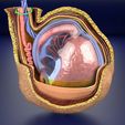 file-11.jpg testis with covering layers 3D model