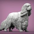 spaniel4.jpg 3D-Datei Spaniel cavalier king charles 3D-Druck Modell・Modell zum Herunterladen und 3D-Drucken