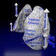 lung-pulmonary-segment-anatomy-3d-model-blend-7.jpg Lung Pulmonary segment anatomy 3D model
