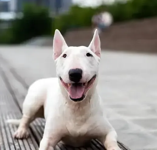 images.webp Модель бультерьера