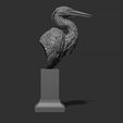 10.jpg Grey Heron bust