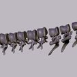 04.jpg printable spine divided into vertebrae