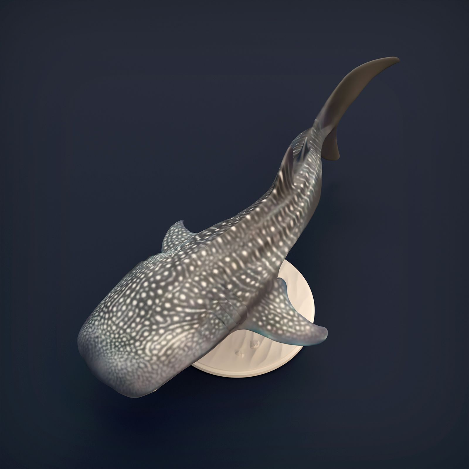 Whale_shark_10.jpg 3D-Datei Walhai・Design zum Herunterladen und 3D-Drucken, AnimalDenMiniatures