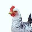 5.jpg CHICKEN CHICKEN - DOWNLOAD CHICKEN 3d Model - animated for Blender-Fbx-Unity-Maya-Unreal-C4d-3ds Max - 3D Printing HEN hen, chicken, fowl, coward, sissy, funk- BIRD - POKÉMON - GARDEN