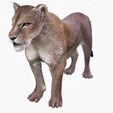 6.png DOWNLOAD LIONESS 3d model - animated for blender-fbx-unity-maya-unreal-c4d-3ds max - 3D printing - LION - LIONESS - CAT - PREDATOR - RAPTOR - FELINE