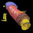 sig3.jpg Blood vessel artery vein structure labelled 3D model