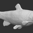 9.jpg Grass carp fish for 3D printing