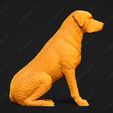 3462-Chesapeake_Bay_Retriever_Pose_04.jpg Chesapeake Bay Retriever Dog 3D Print Model Pose 04