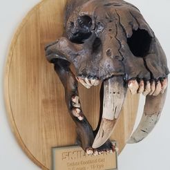 20190310_102620.jpg Fichier STL gratuit Fossile de crâne de Smilodon - avec application de réalité augmentée・Objet pour impression 3D à télécharger