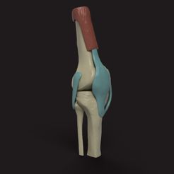 rodilla_1_v1_2023-May-17_06-10-34PM-000_CustomizedView37472585456_jpg.jpg Fichier STL Modèle médical du genou (Modèle médical de l'os du genou avec les ligaments)・Objet pour impression 3D à télécharger